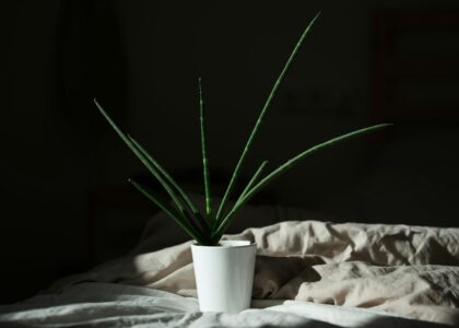 green plant in white pot